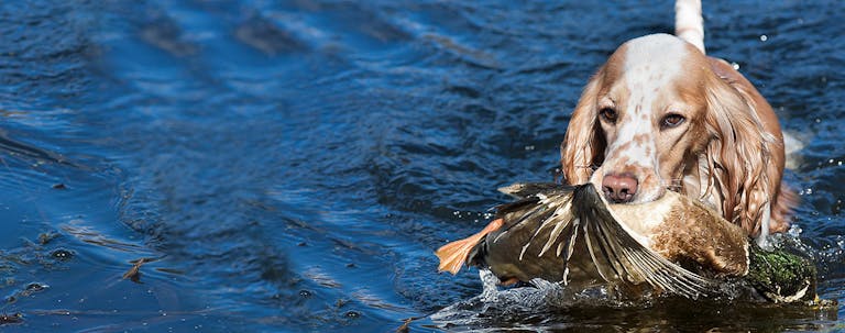 How to Train a Springer Spaniel to Retrieve Ducks